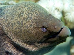 moray eel taken at small crack lagoon in red sea by Matt Sawers 